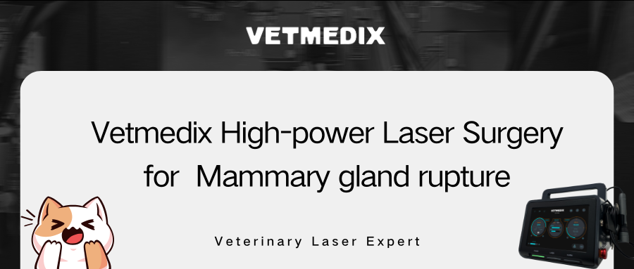 VETMEDIX Case Sharing丨Vysokovýkonná laserová chirurgie pro rupturu mléčné žlázy