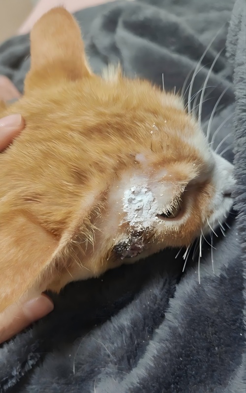 Vetmedix Case Sharing丨Případ aplikace vysokoenergetické laserové terapie při léčbě kožních ulcerací