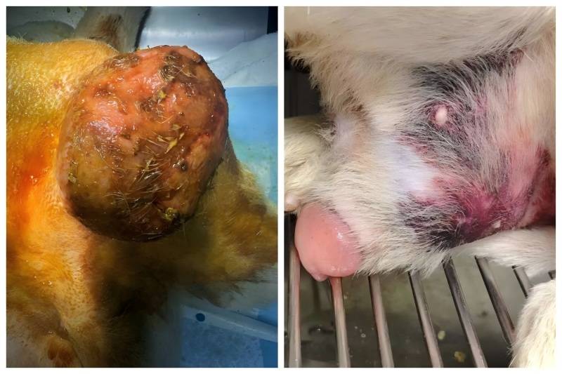 Vetmedix Case Sharing丨Aplikace vysokoenergetické laserové terapie při léčbě zvětšení prostaty