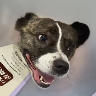 Případová zpráva Vetmedix丨Využití veterinární laserové terapie při léčbě akutní neuritidy u psího pacienta