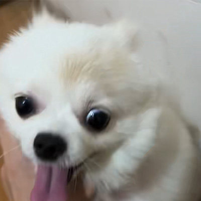 Vetmedix Case Sharing丨Případ aplikace vysokoenergetického laseru při léčbě psího kožního onemocnění