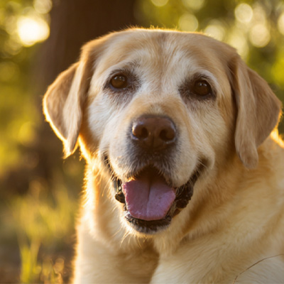 VetMedix Case Sharing丨Aplikační případ terapie vysokoenergetickým laserem v léčbě pooperačních nehojících se perianálních nádorů